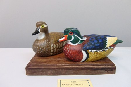 コガモ（2）アメリカコガモ - Common Teal - Wild Bird - 野鳥