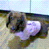 cWOQ
