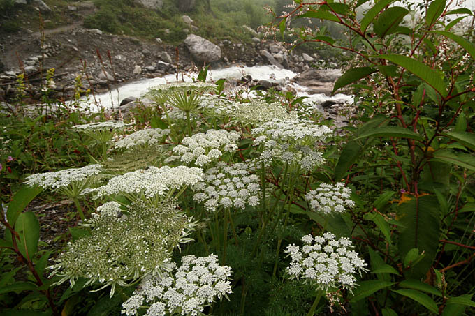 Ԃ̒J/Angelica archangelica