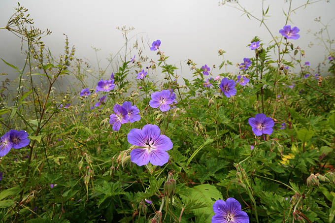 Ԃ̒J/Geranium wallichianum