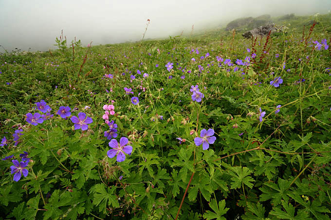 Ԃ̒J/Geranium wallichianum