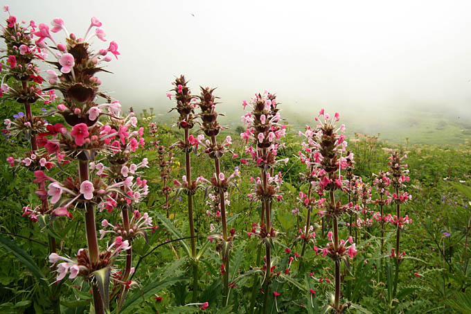 Ԃ̒J/Morina longifolia