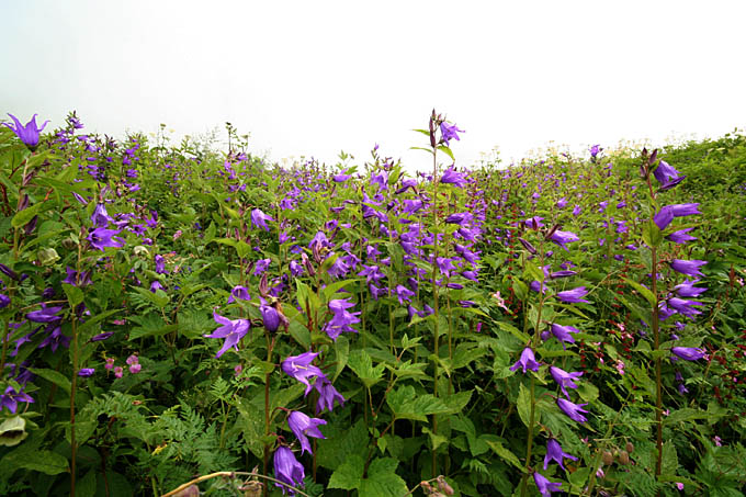 Ԃ̒J/Campanula latifolia