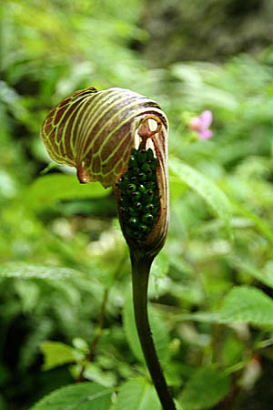 Ԃ̒J/Arisaema propinquum