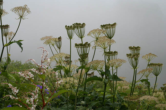 Ԃ̒J/Angelica archangelica