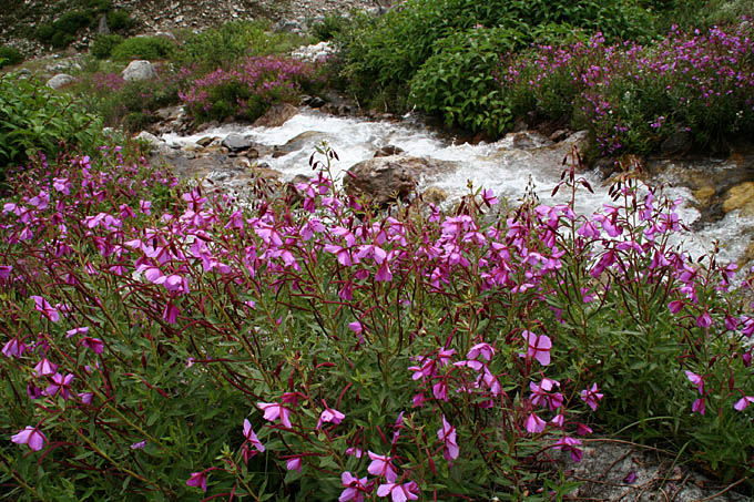 Ԃ̒J/Impatiens balsamina