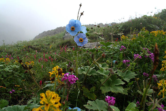 u[|s[/Blue poppy