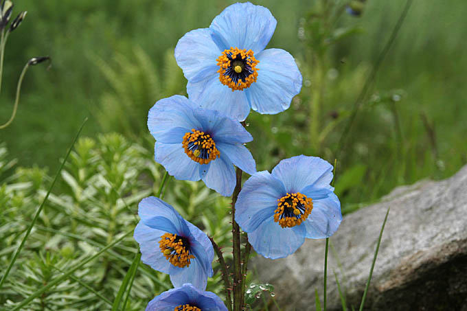 u[|s[/Blue poppy