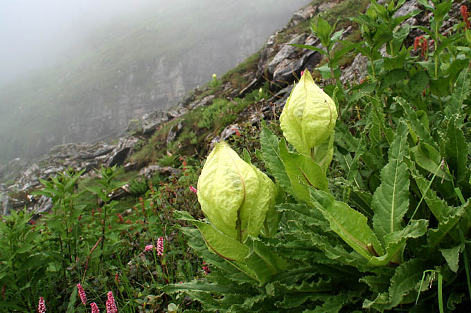 TEXA/Saussrea obvallata