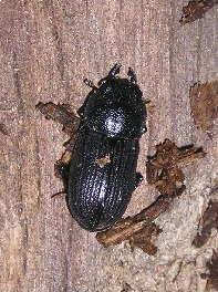 コクワガタ、スジクワガタ、ネブトクワガタの♀の見